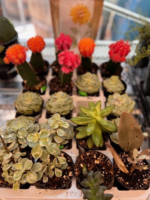 A variety of small potted succulents and cacti arranged in a plastic tray, perfect as inspiration for your next Succulent Painting or Love Succs event. Includes green, red, and pink plants.